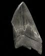 Partial, Megalodon Tooth - Serrated Blade #57894-1